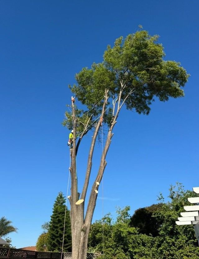 Man Climbing a Tree — Concord, CA — Atlas Tree Service, Inc.