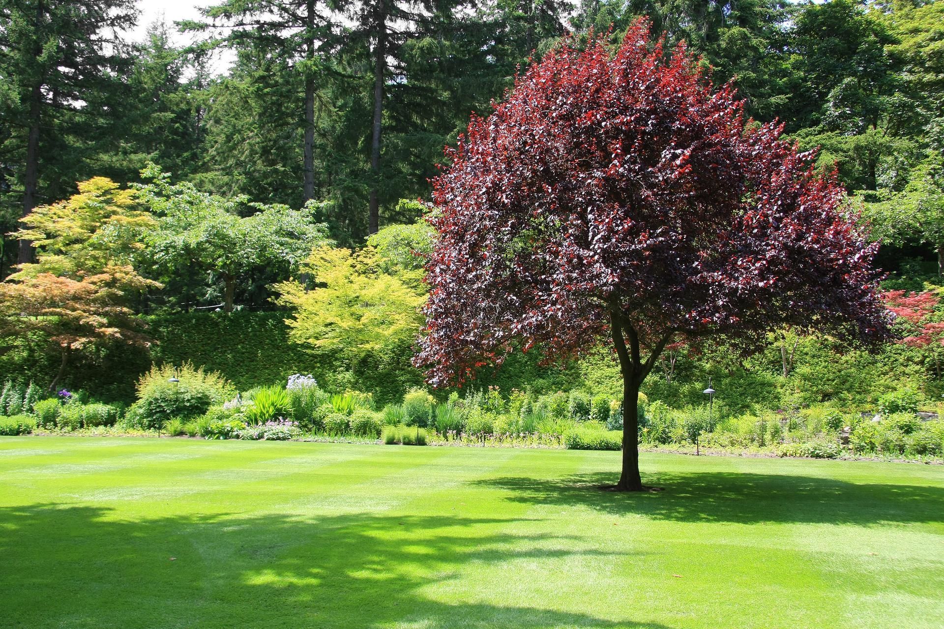 Lush Green Field with Purple Tree — Concord, CA — Atlas Tree Service, Inc.