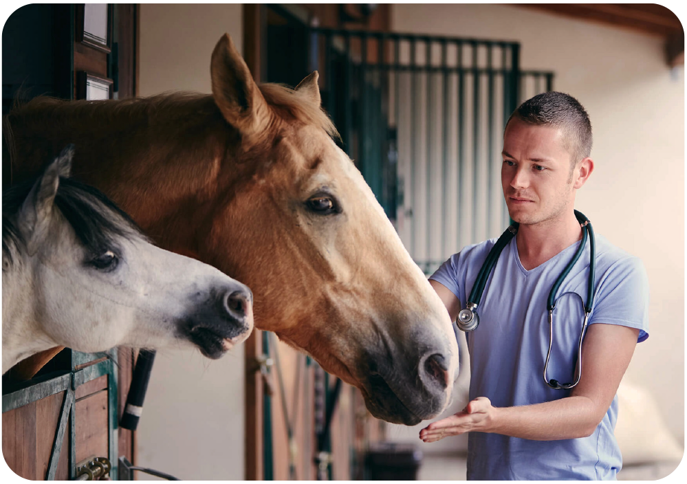 Off-site vet attending to horses