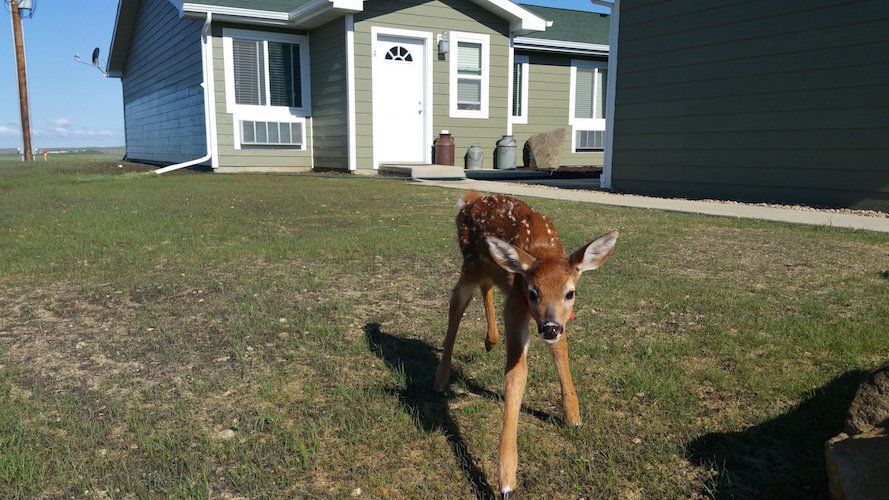 A fawn on the front lawn of one of the townhomes