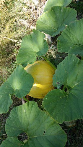 A squash in the garden