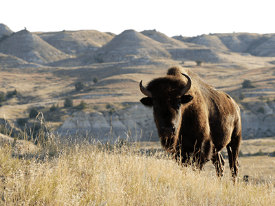 Buffalo in Badland Hills