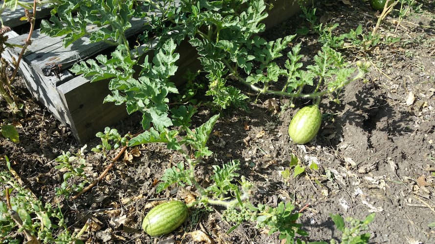 Watermelons in the community garden