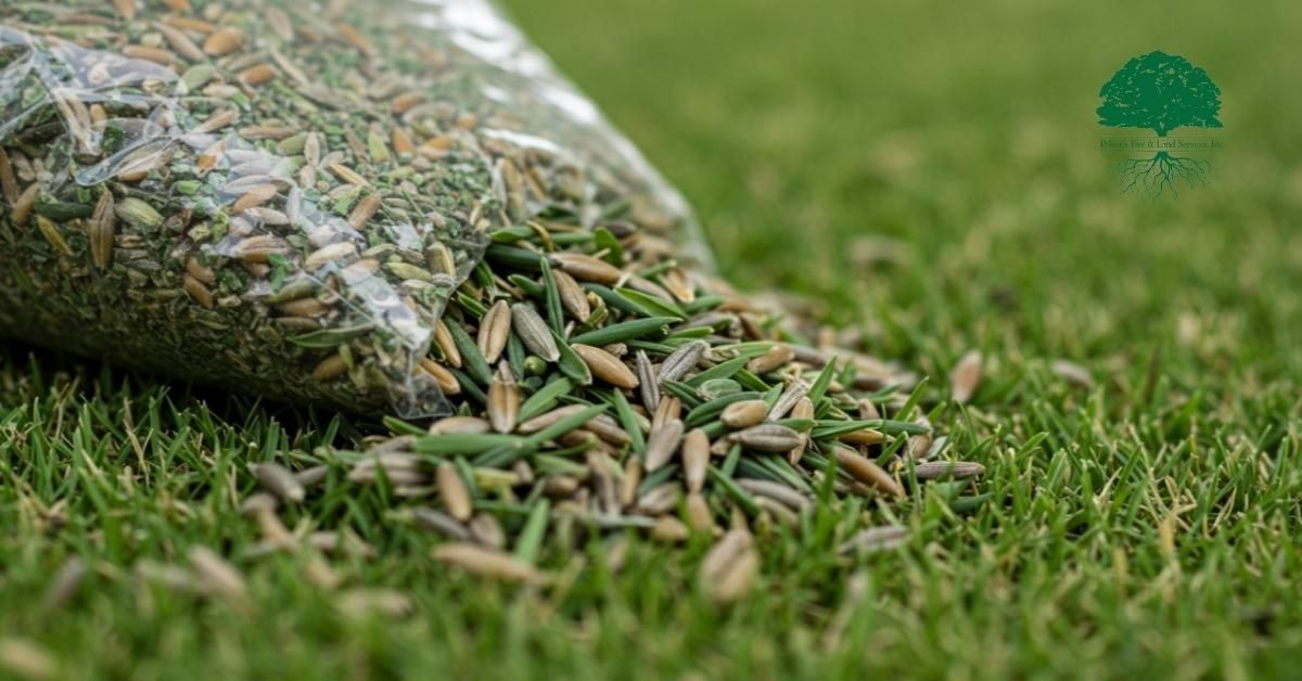 Best Grass Seed Mixture for Landscapers – Everything You Need to Know