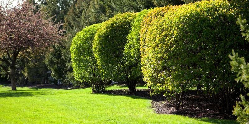 Is Tree and Shrub Service Worth It