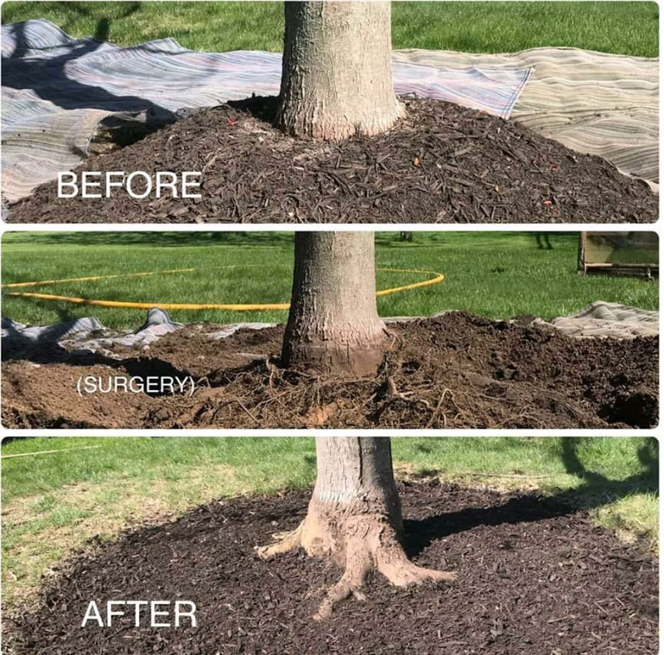 root flare before and after