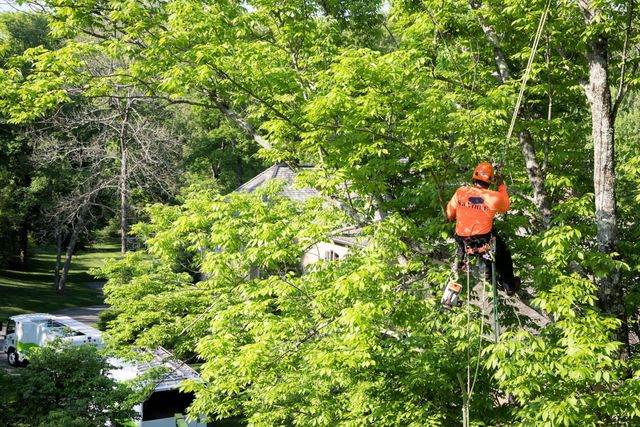 Stillwater Tree Service