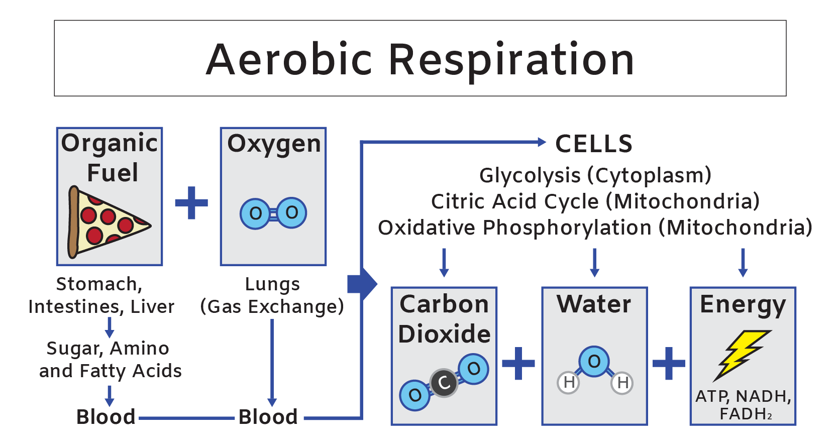 Aerobic respiration equation learning tool