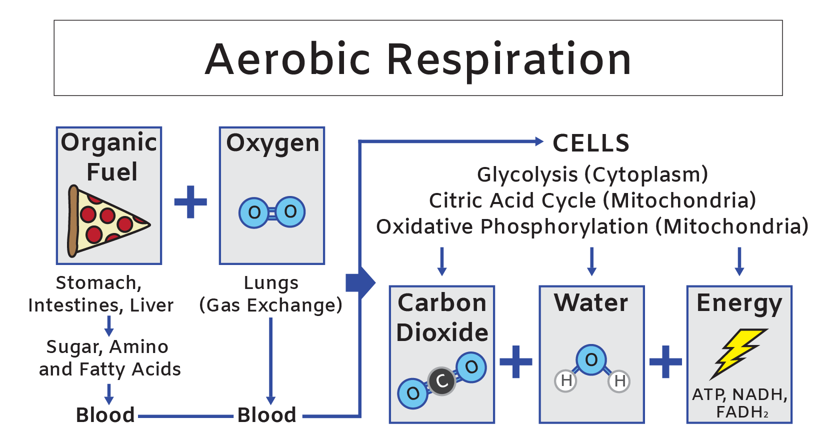 What Cell Structure Is The Site Of Aerobic Respiration Infoupdate