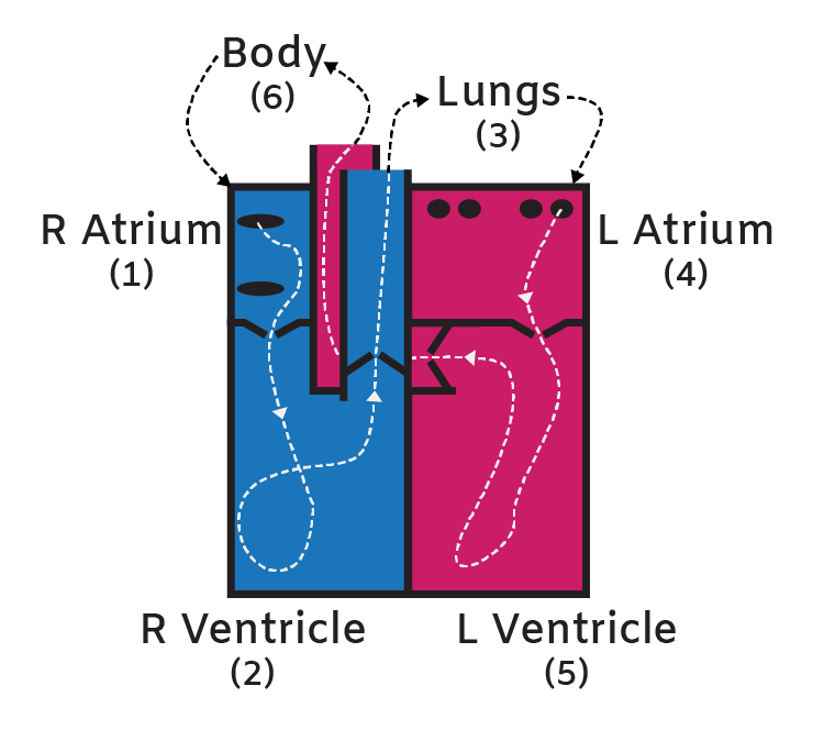 Heart blood flow diagram