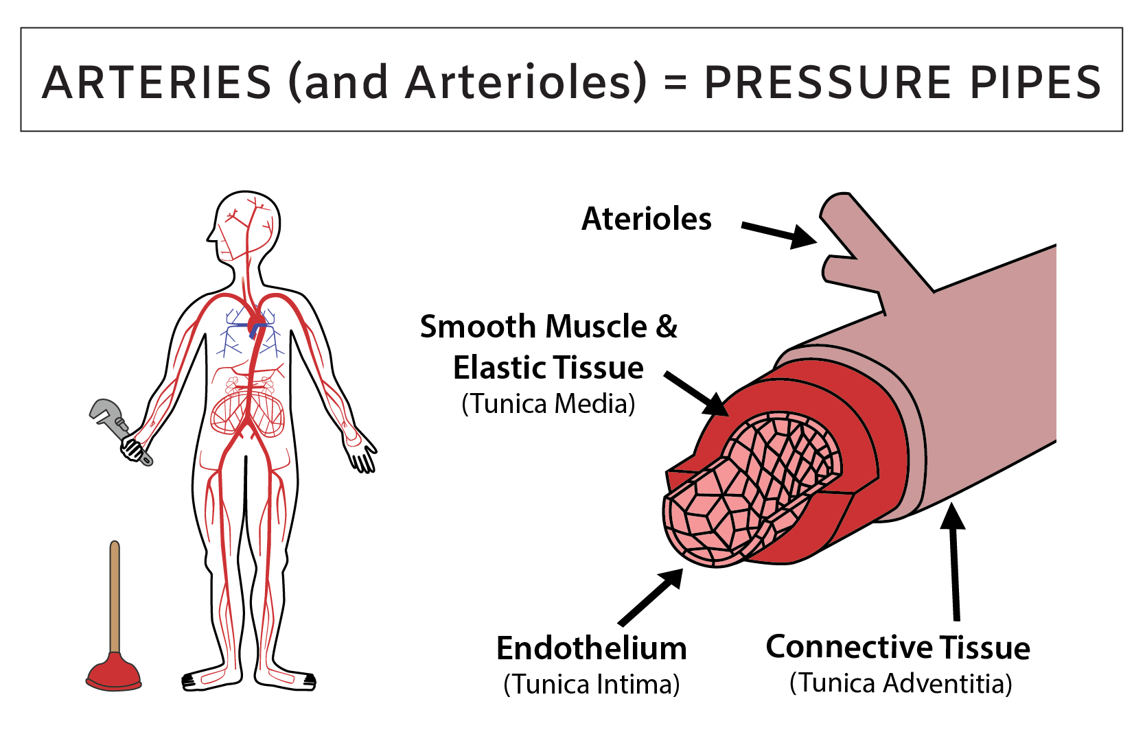Human artery anatomy and function summary illustration