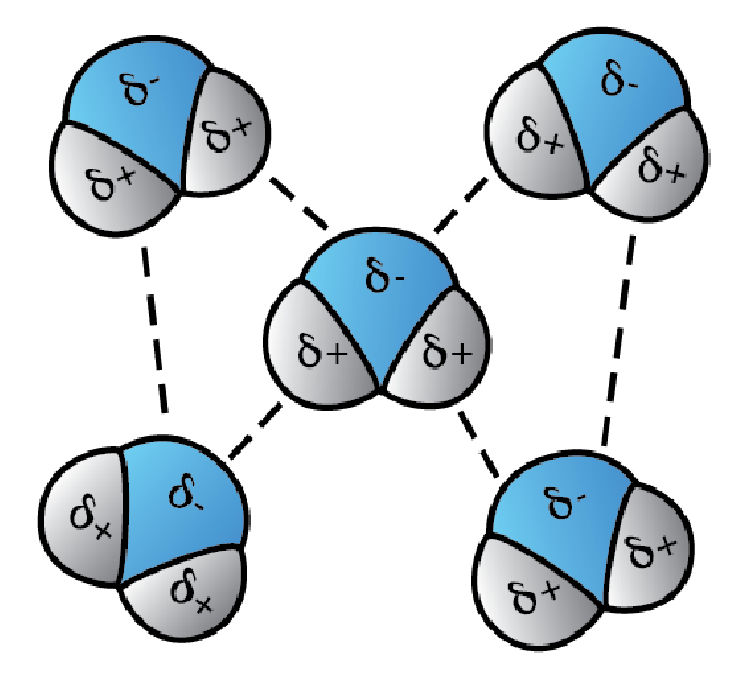 Cohesion water molecule illustration