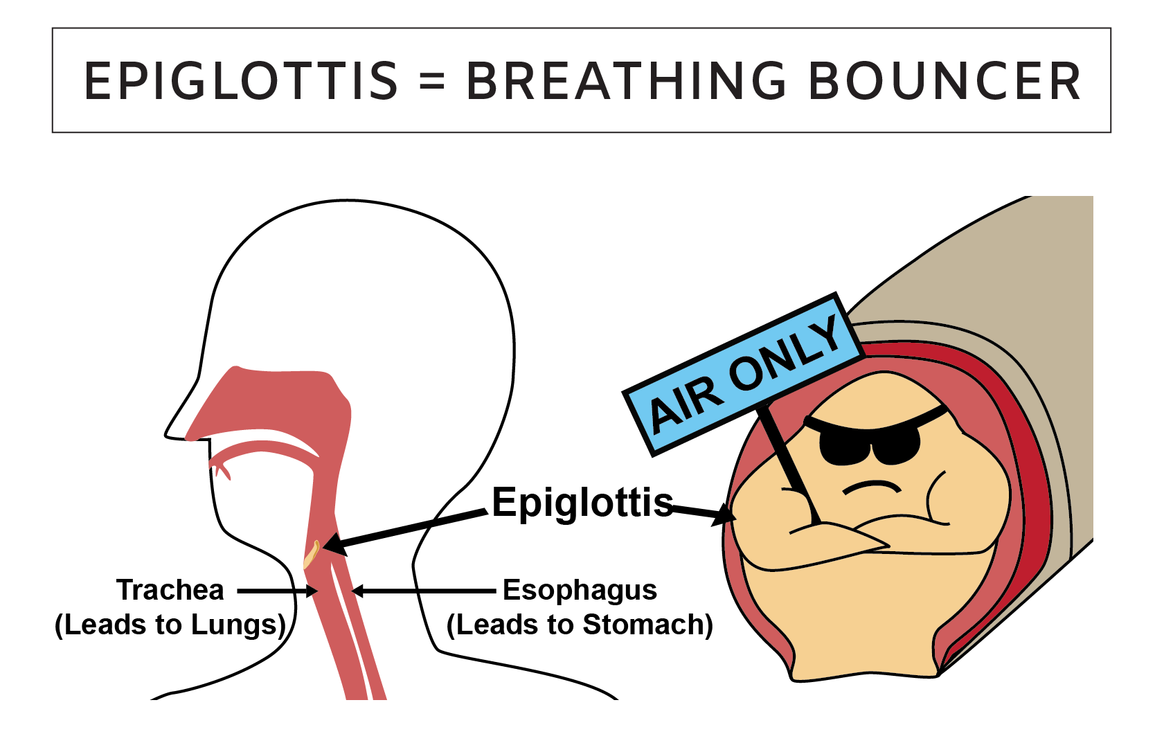 Epiglottis anatomy illustration