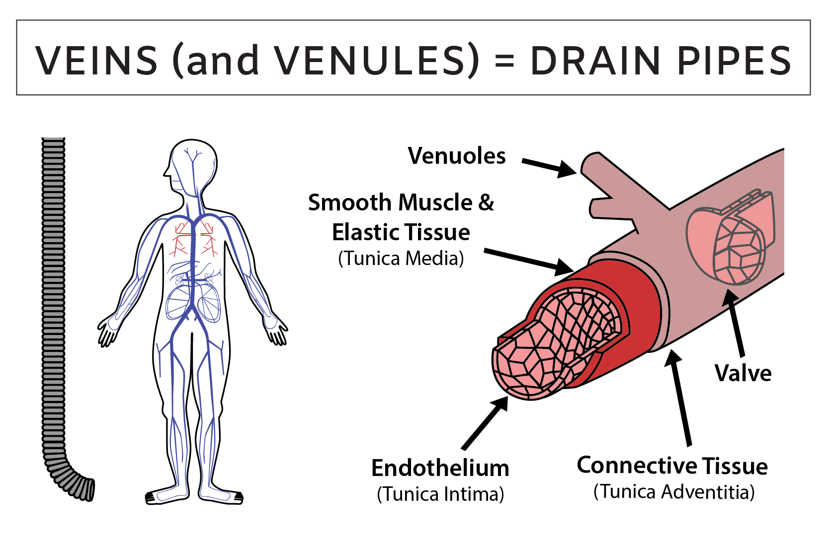 Human veins anatomy and function summary illustration