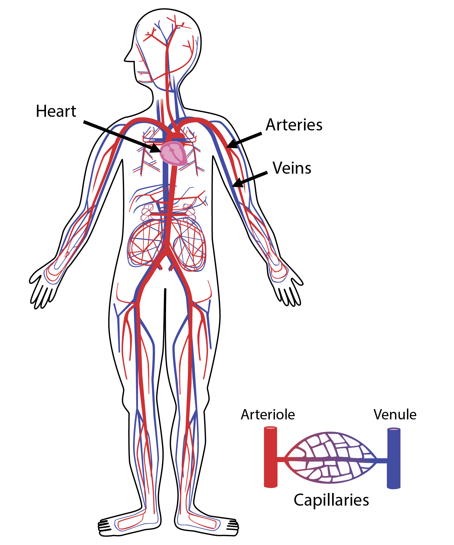 Human cardiovascular system anatomy illustration