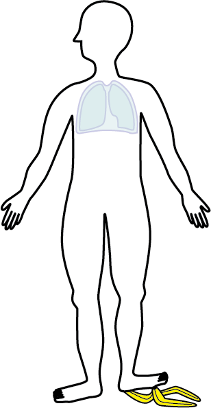 Lung pleura human anatomy illustration