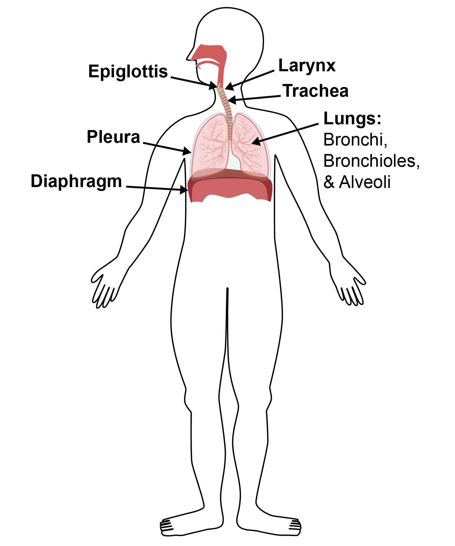 Respiratory system anatomy illustration