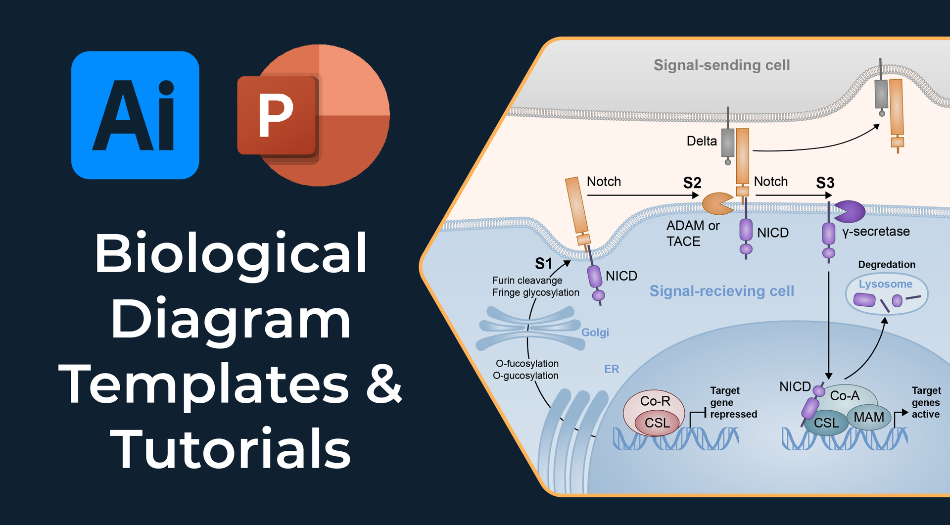Biological diagram illustration online course example