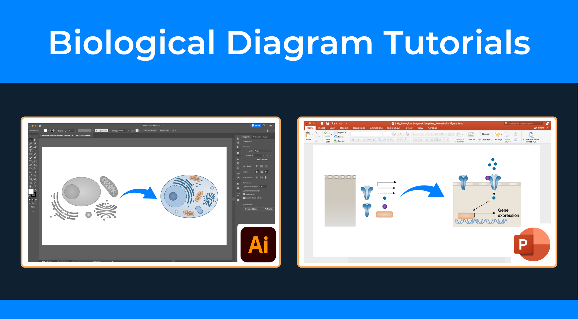 Biological Diagram Tutorial Examples for Adobe Illustrator and PowerPoint