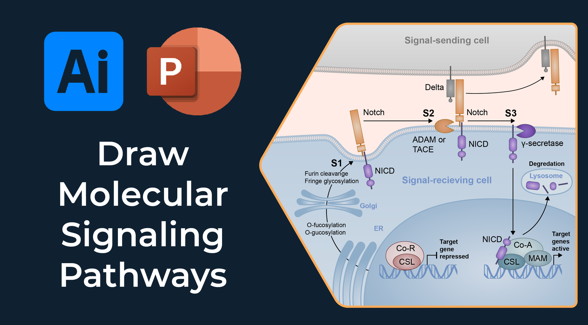 Molecular Pathway and Signaling Diagram Drawing Tutorial Examples