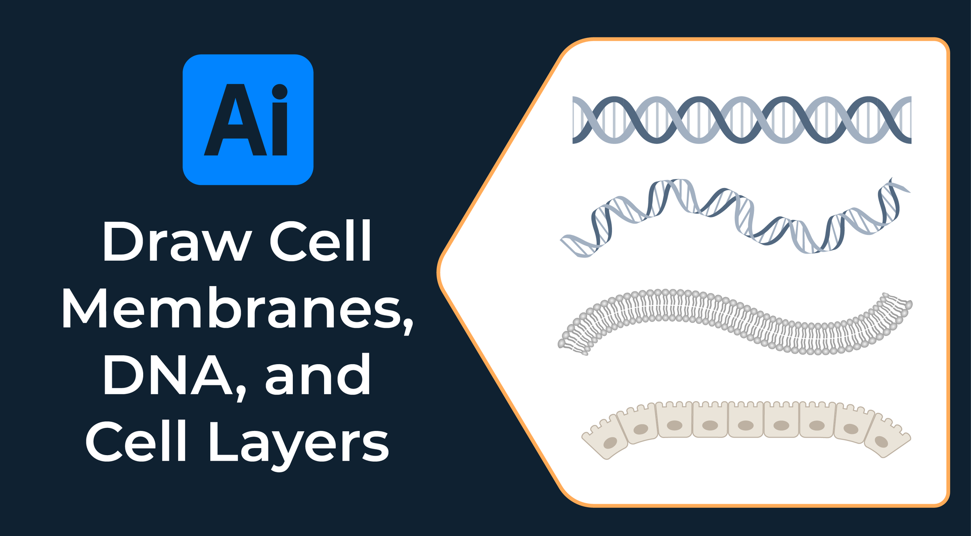DNA and Cell Membrane Drawing Tutorial Examples