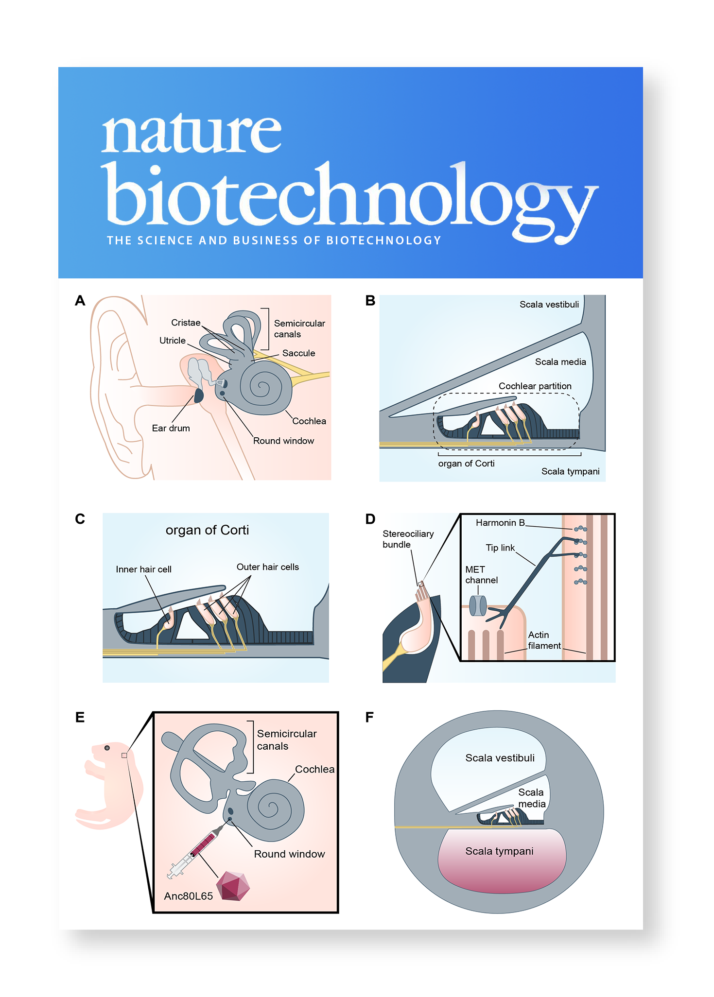 Inner ear development review figure for publication
