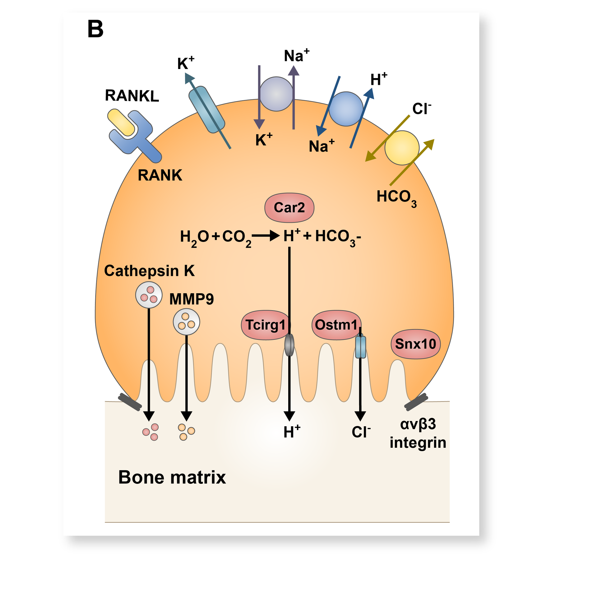 Osteoclast biochemical pathways review figure for