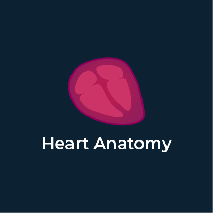 How Does the Heart Work? Review Heart Structure and Function