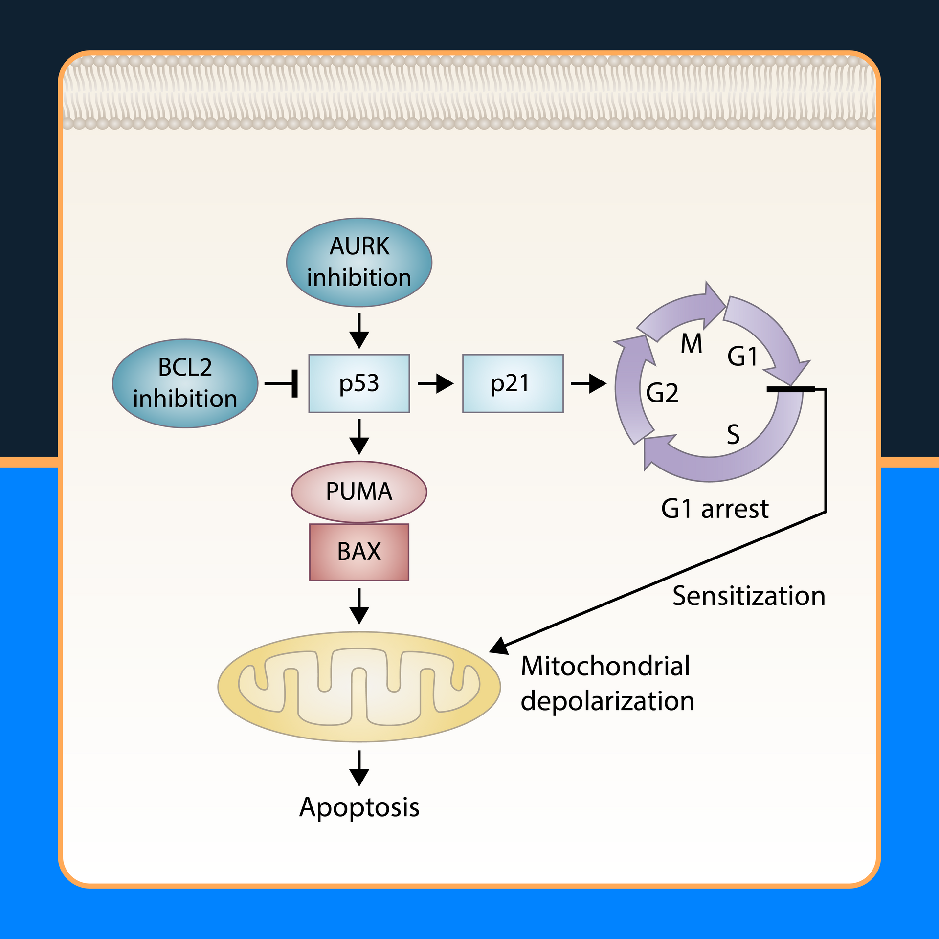 Graphical abstract example