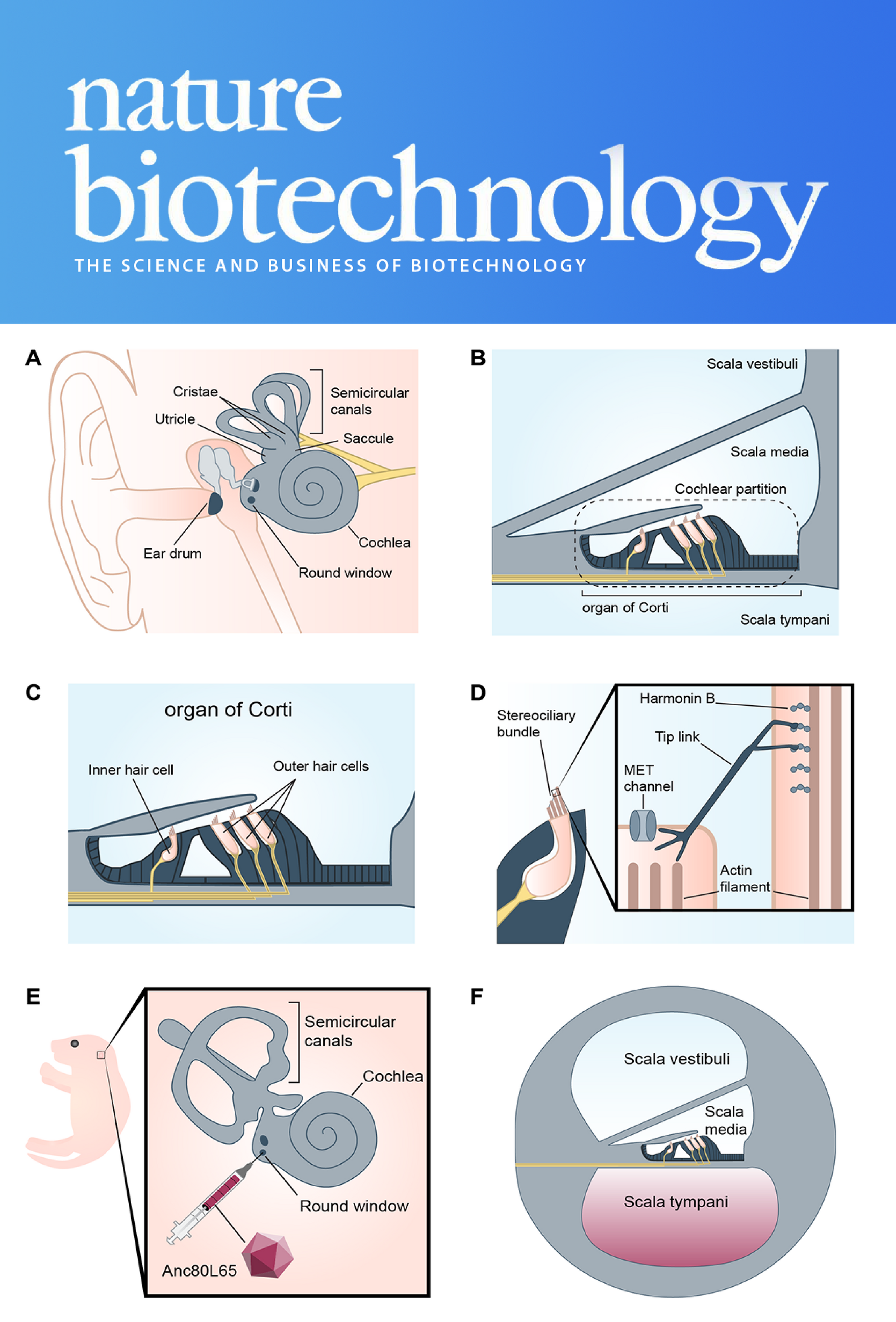 Scientific figure example from Nature Biotechnology