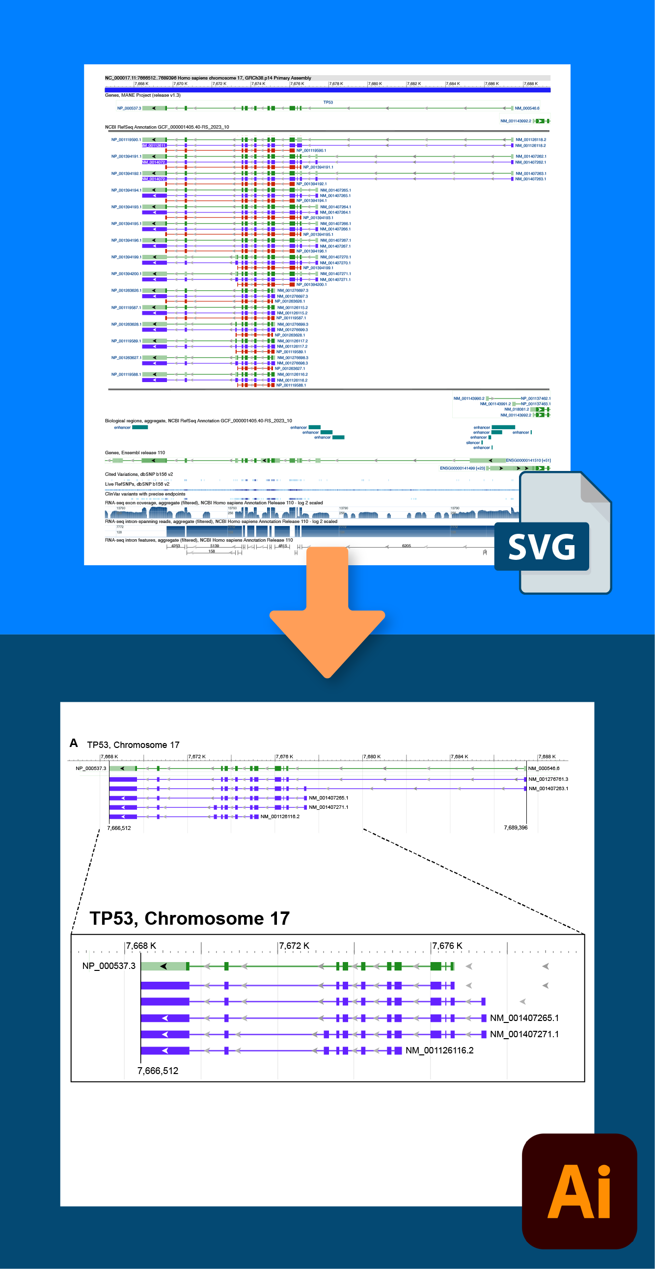 Genome Data Viewer SVG file data visualization example