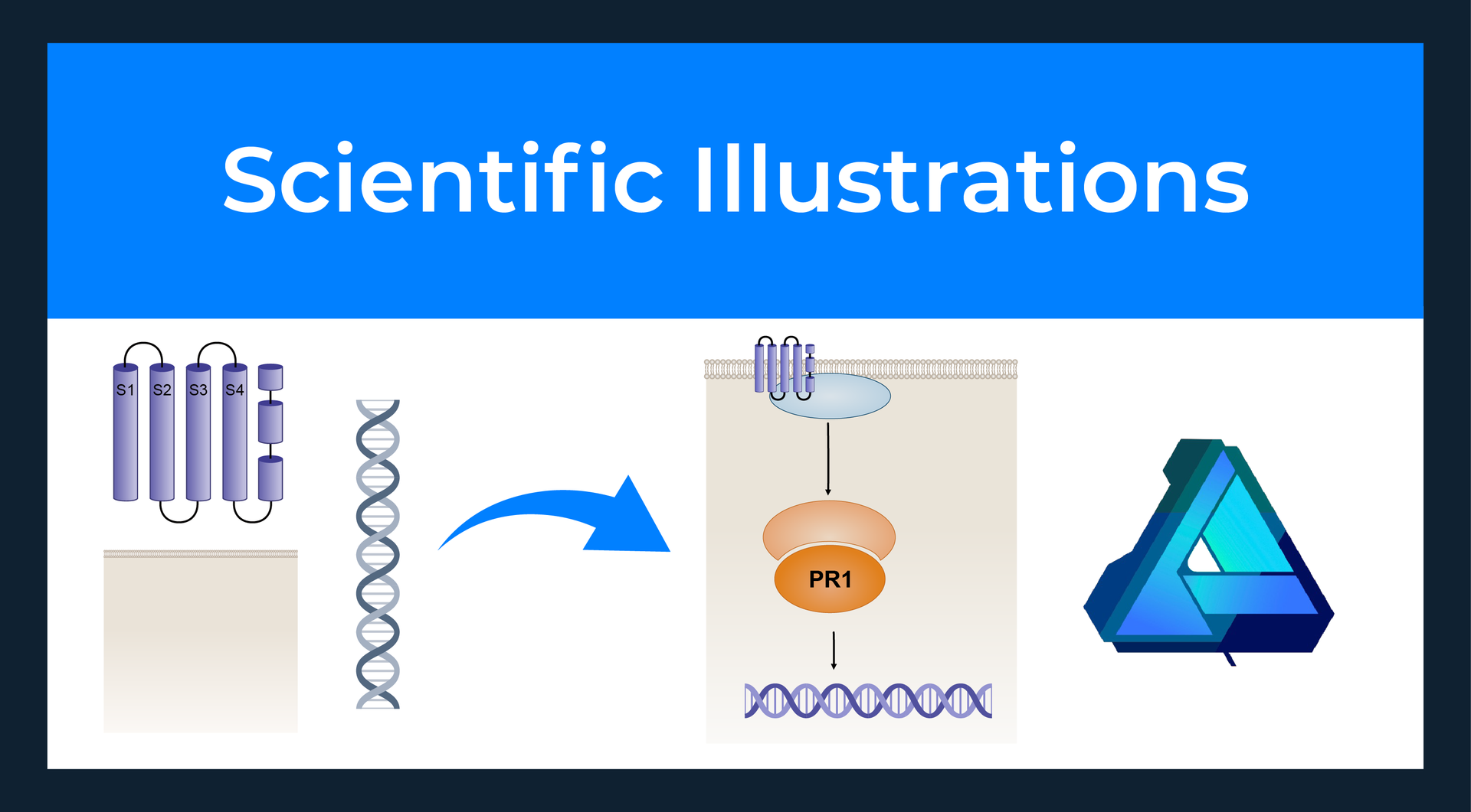 Scientific illustration example for Affinity Designer