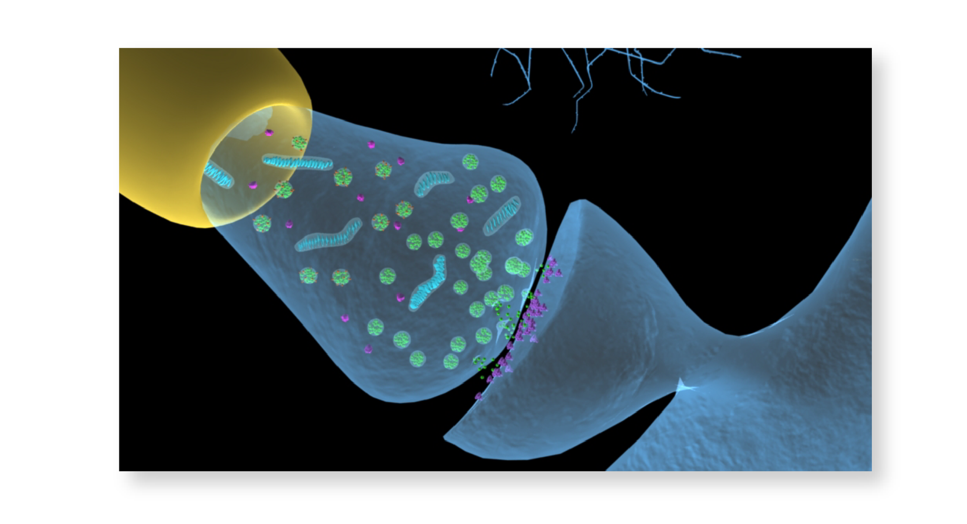 3D neuron synapse Illustration