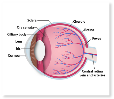Scientific illustration of eye anatomy