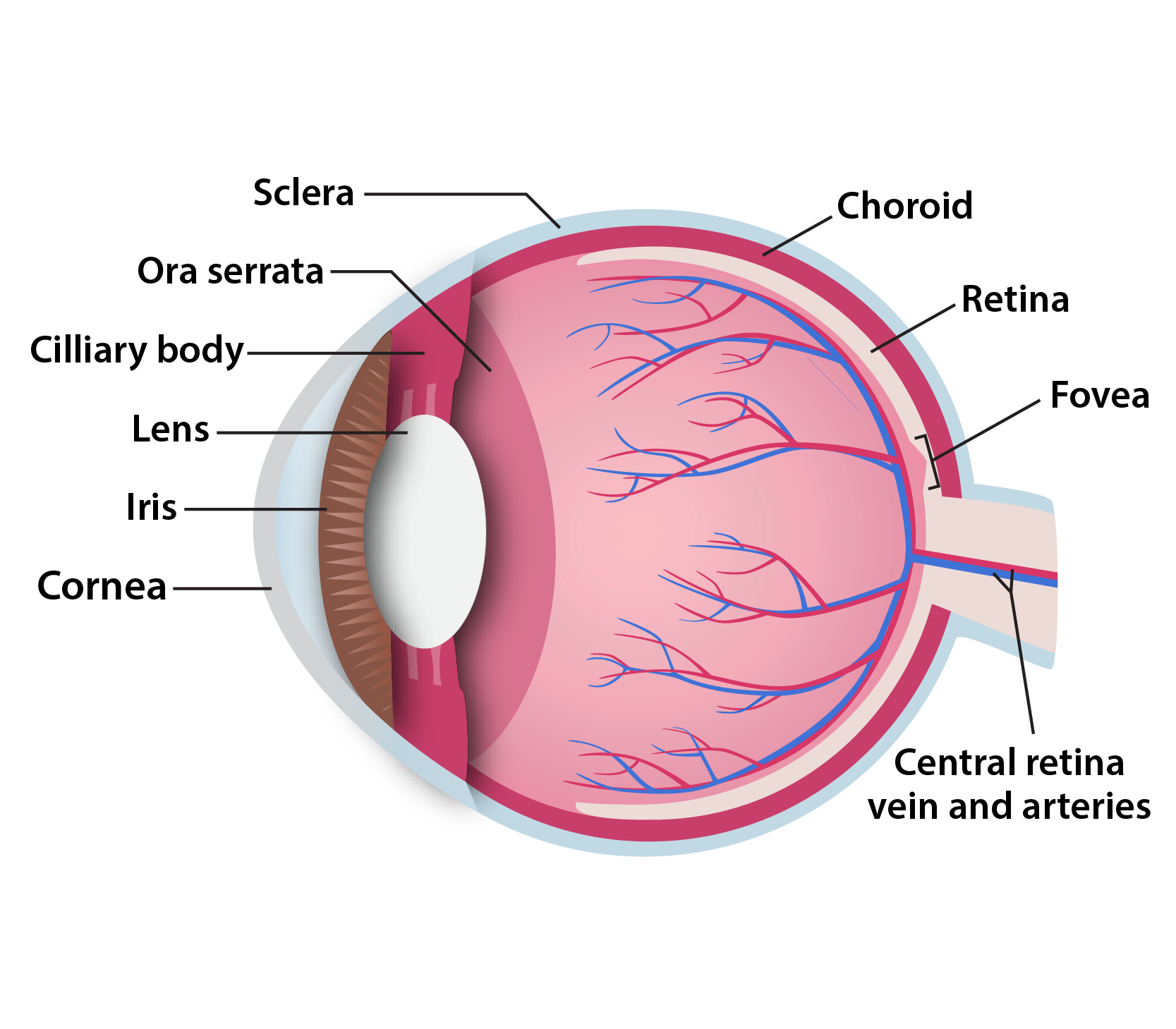 Human eye anatomy scientific illustration