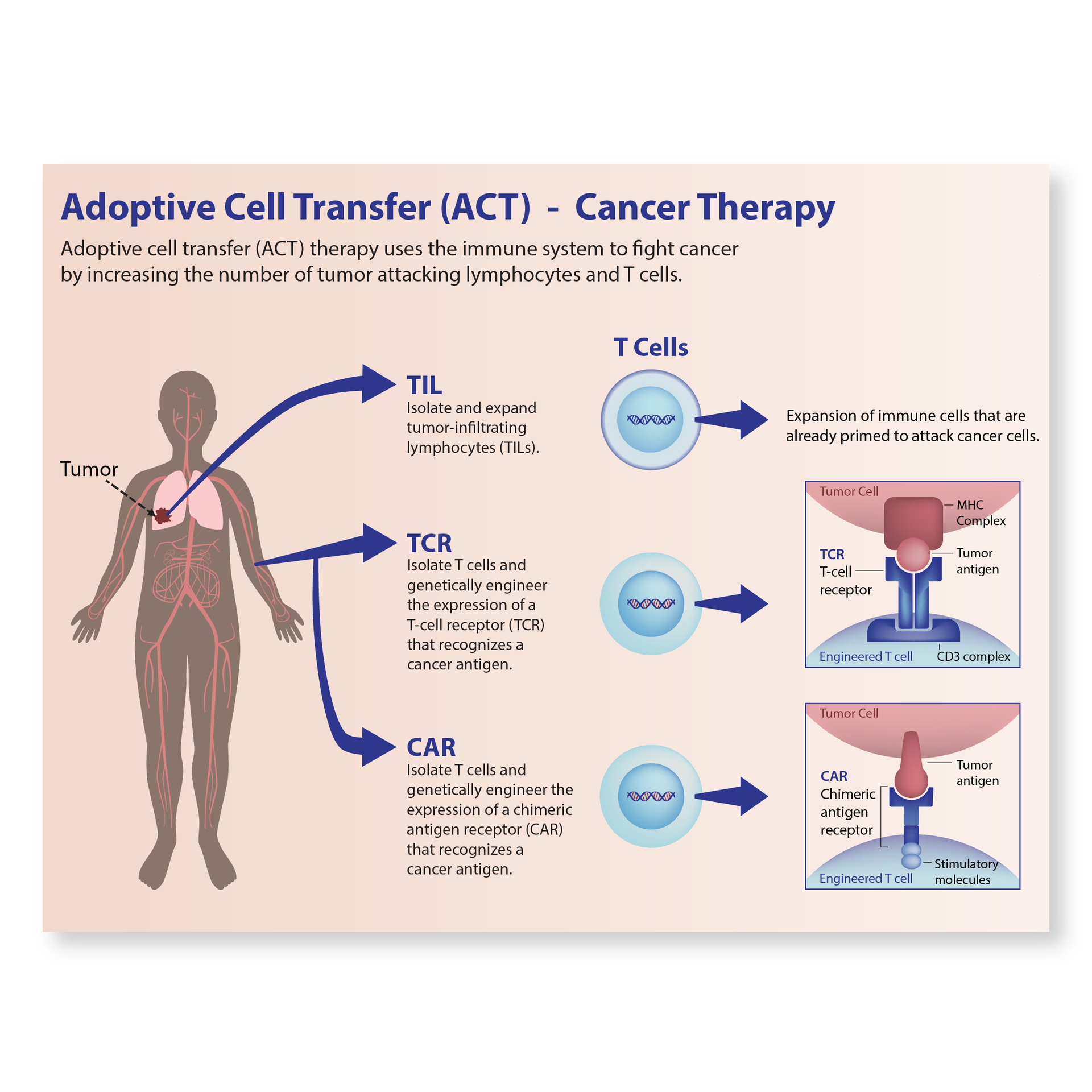 Scientific illustration of cancer therapy