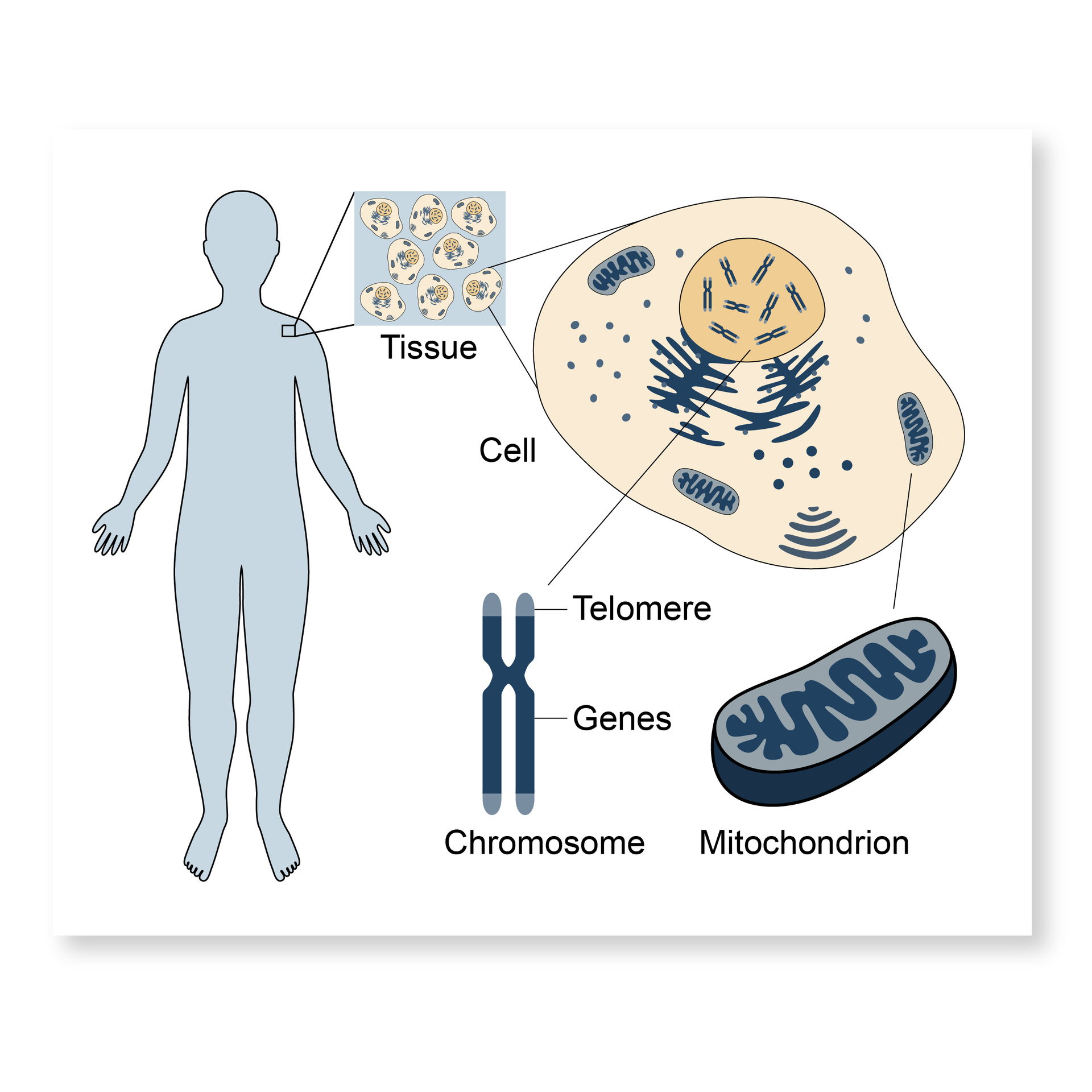 Human cellular biology illustration