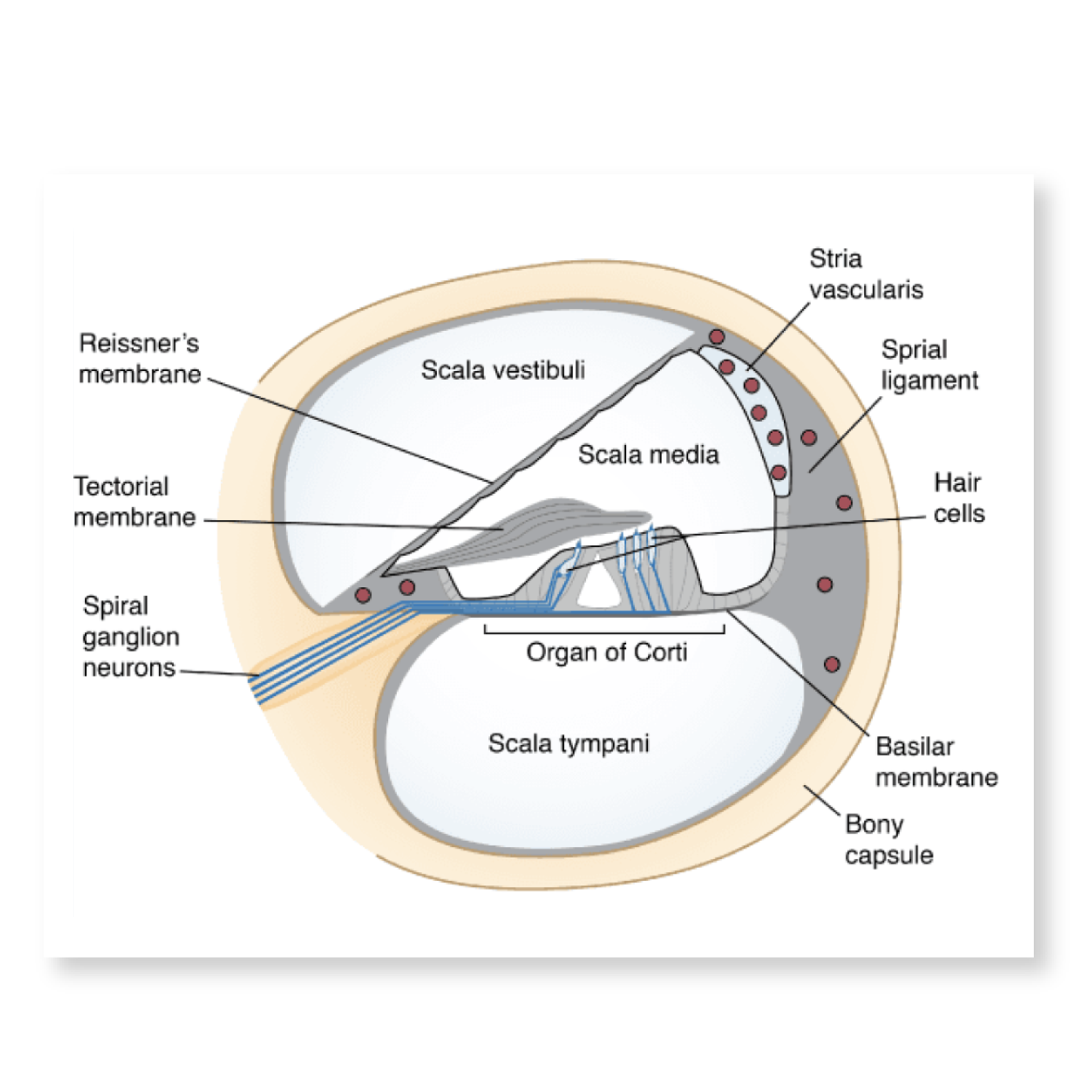 Cochlea anatomy illustration