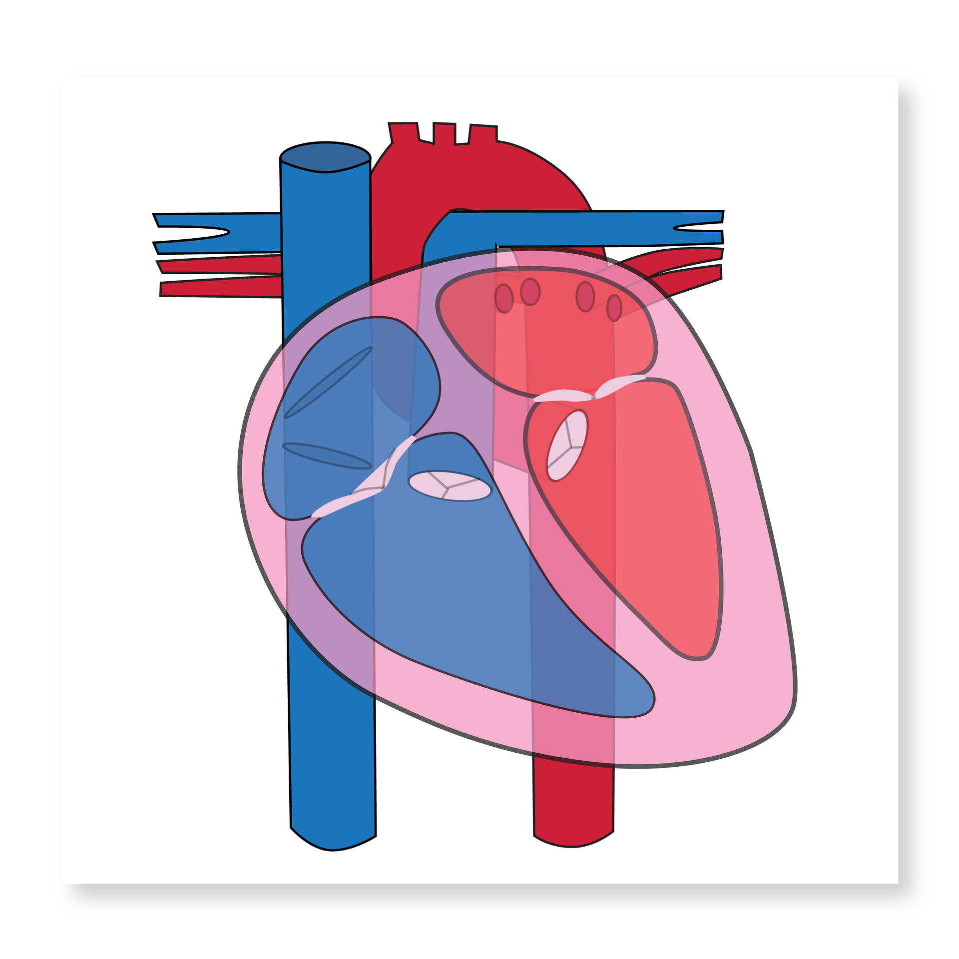 Human heart anatomy illustration