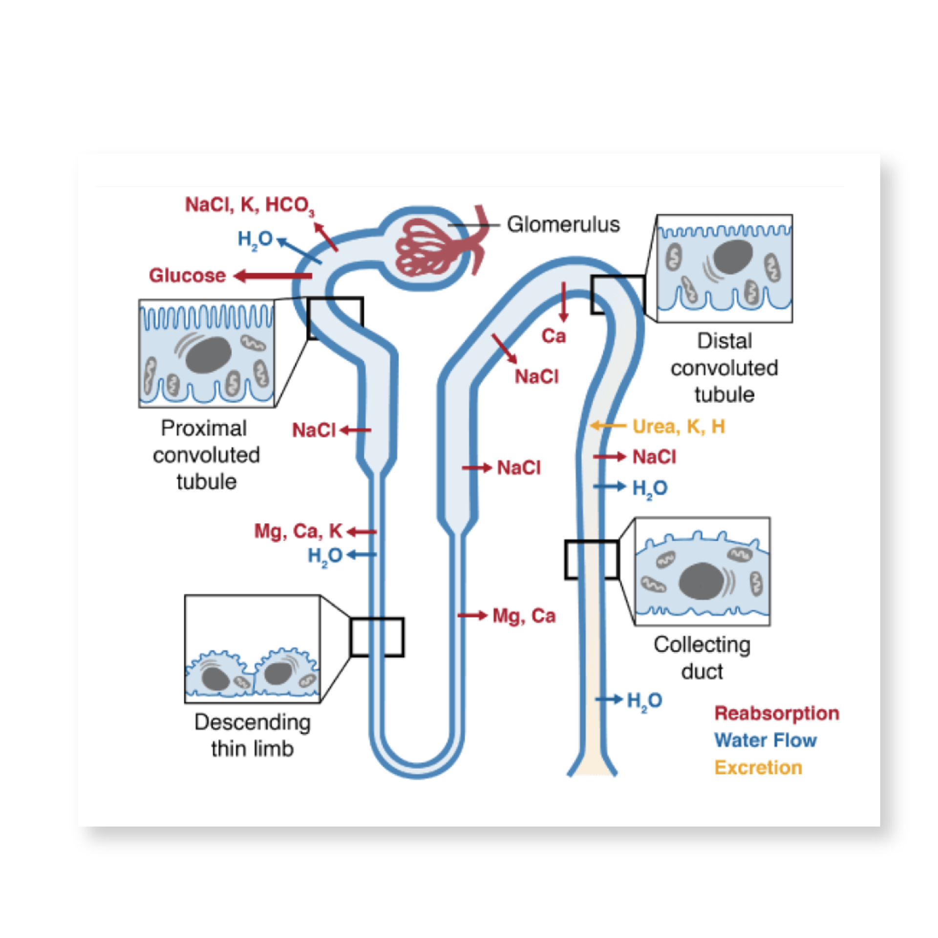 Kidney filtration system anatomy illustration
