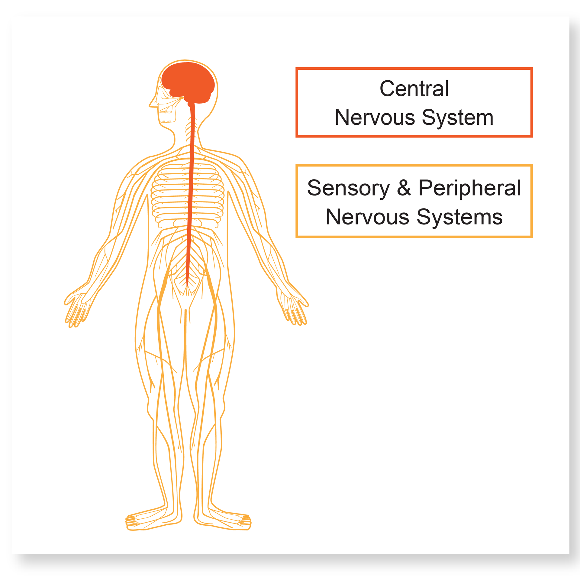 Human nervous system anatomy illustration