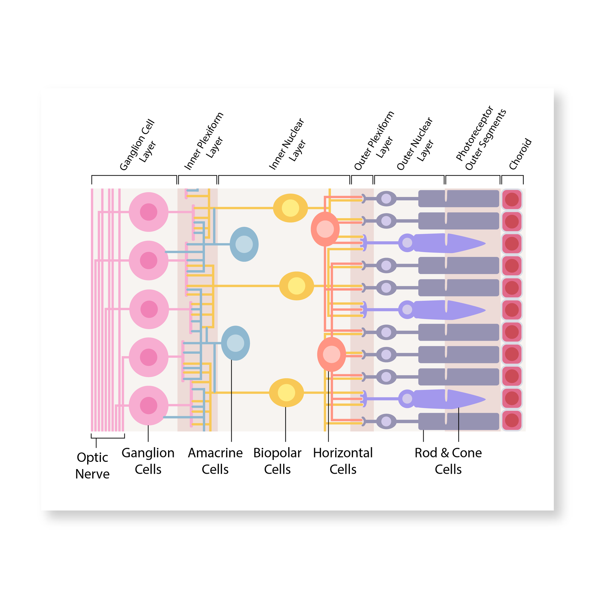 Retina anatomy scientific illustration