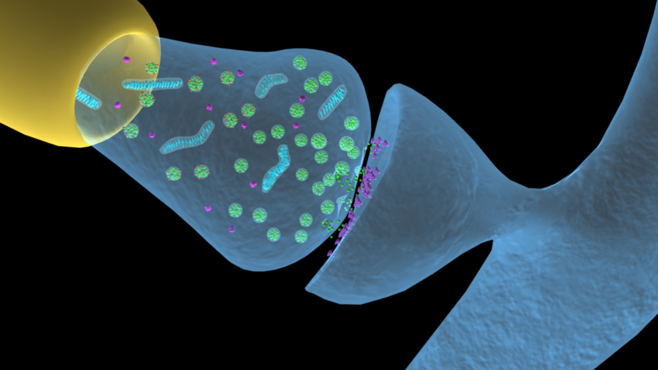 3D neuron synapse illustration by Simplified Science Publishing