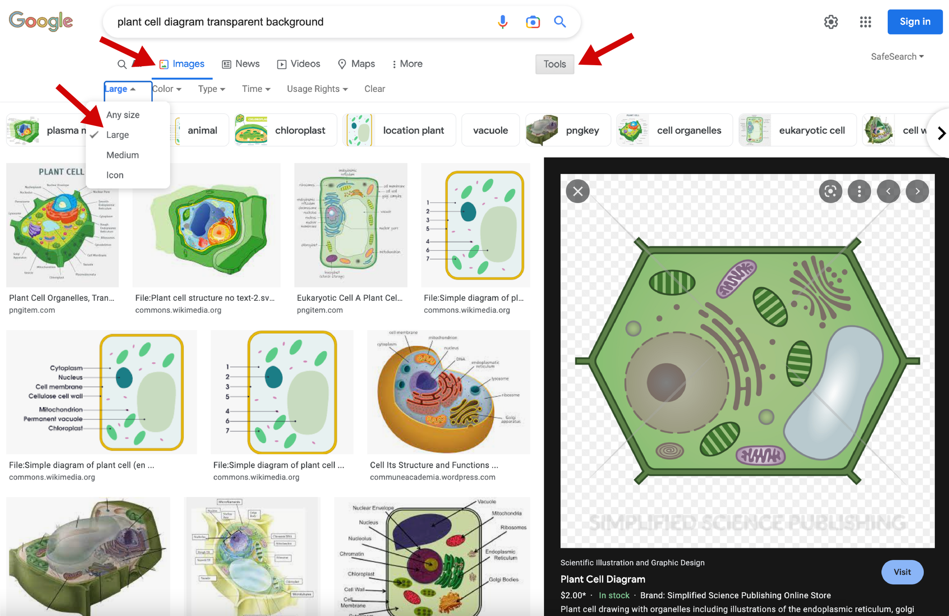 Screenshot Google example of transparent plant cell drawings