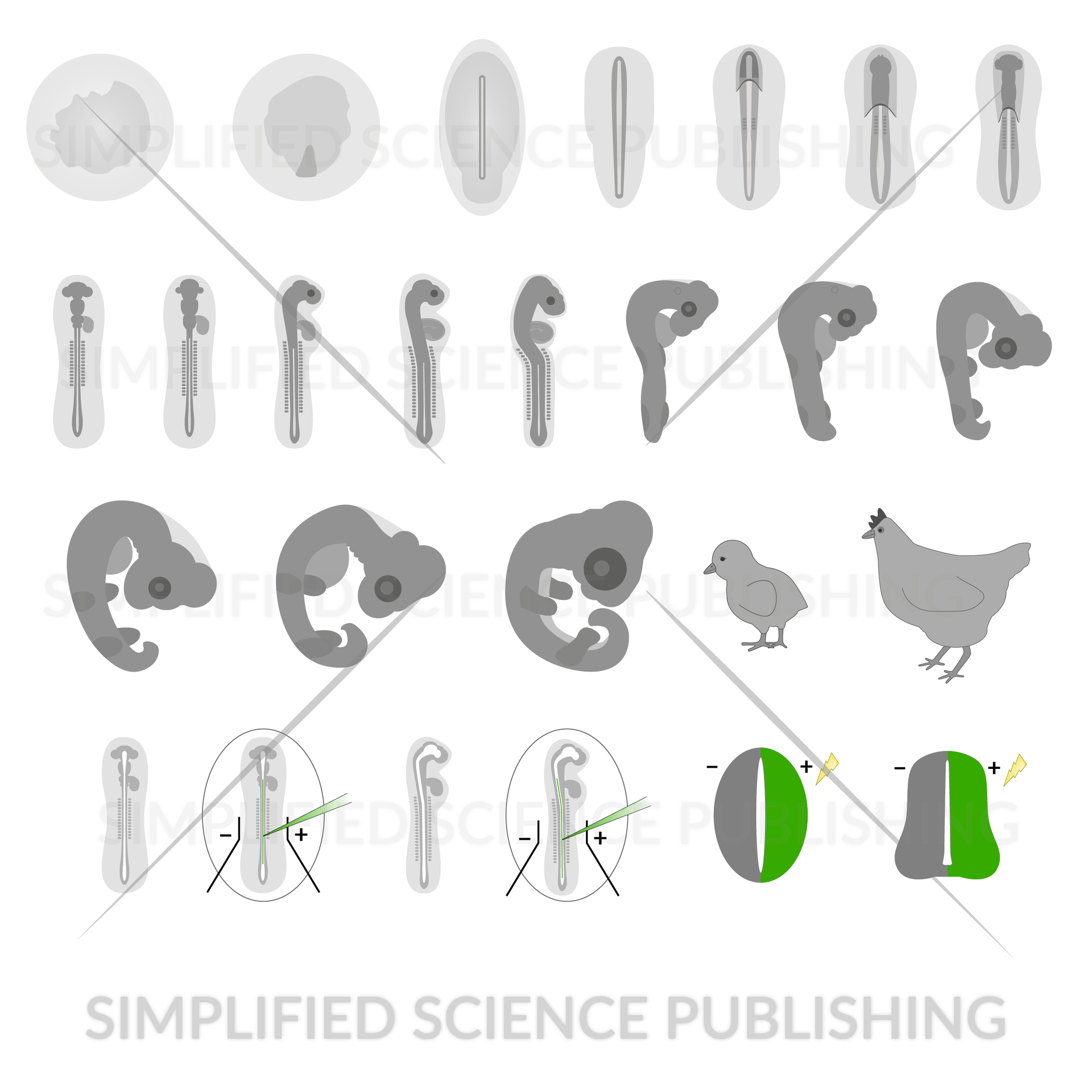 chicken embryo drawing examples for scientific papers