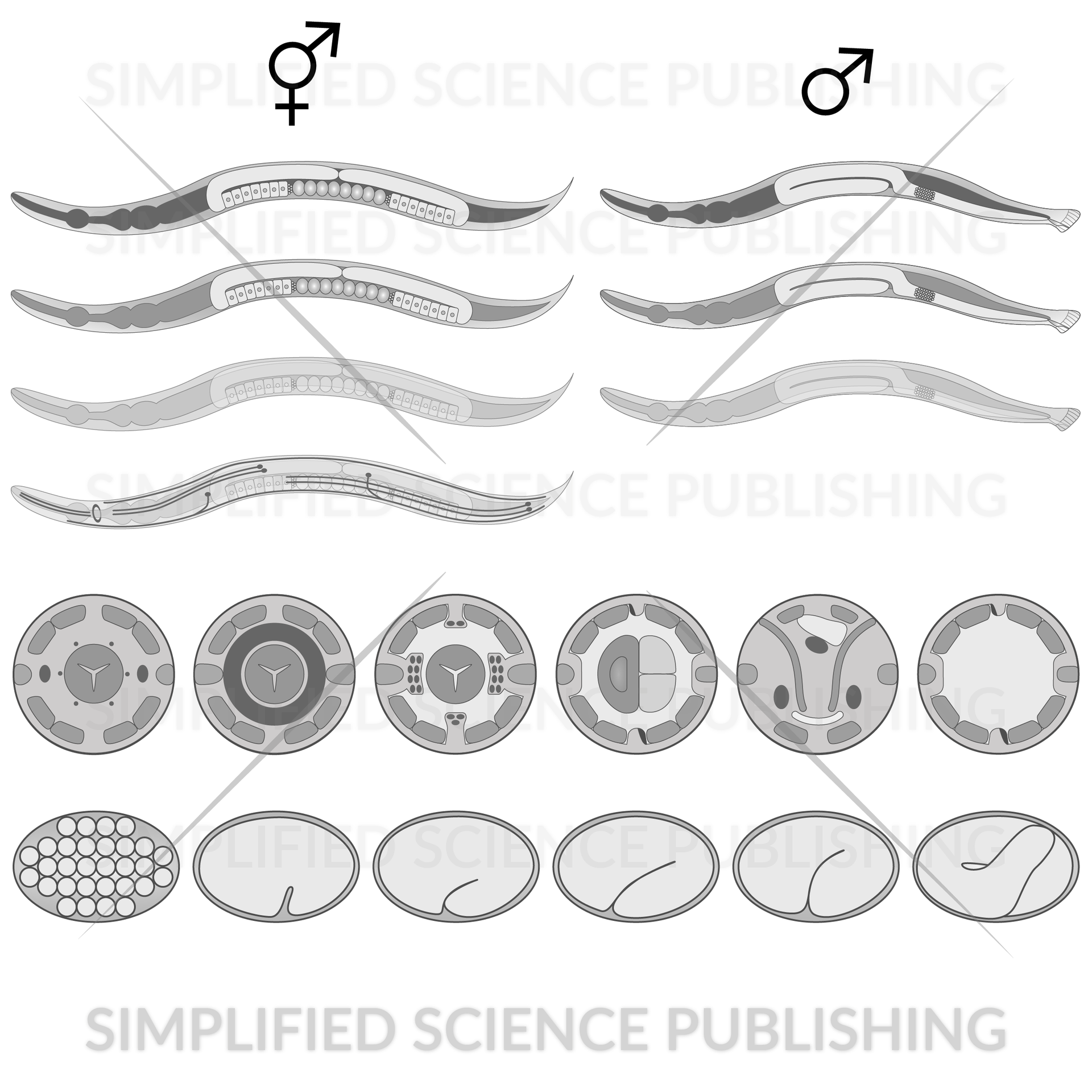 nematodedrawing examples for scientific papers