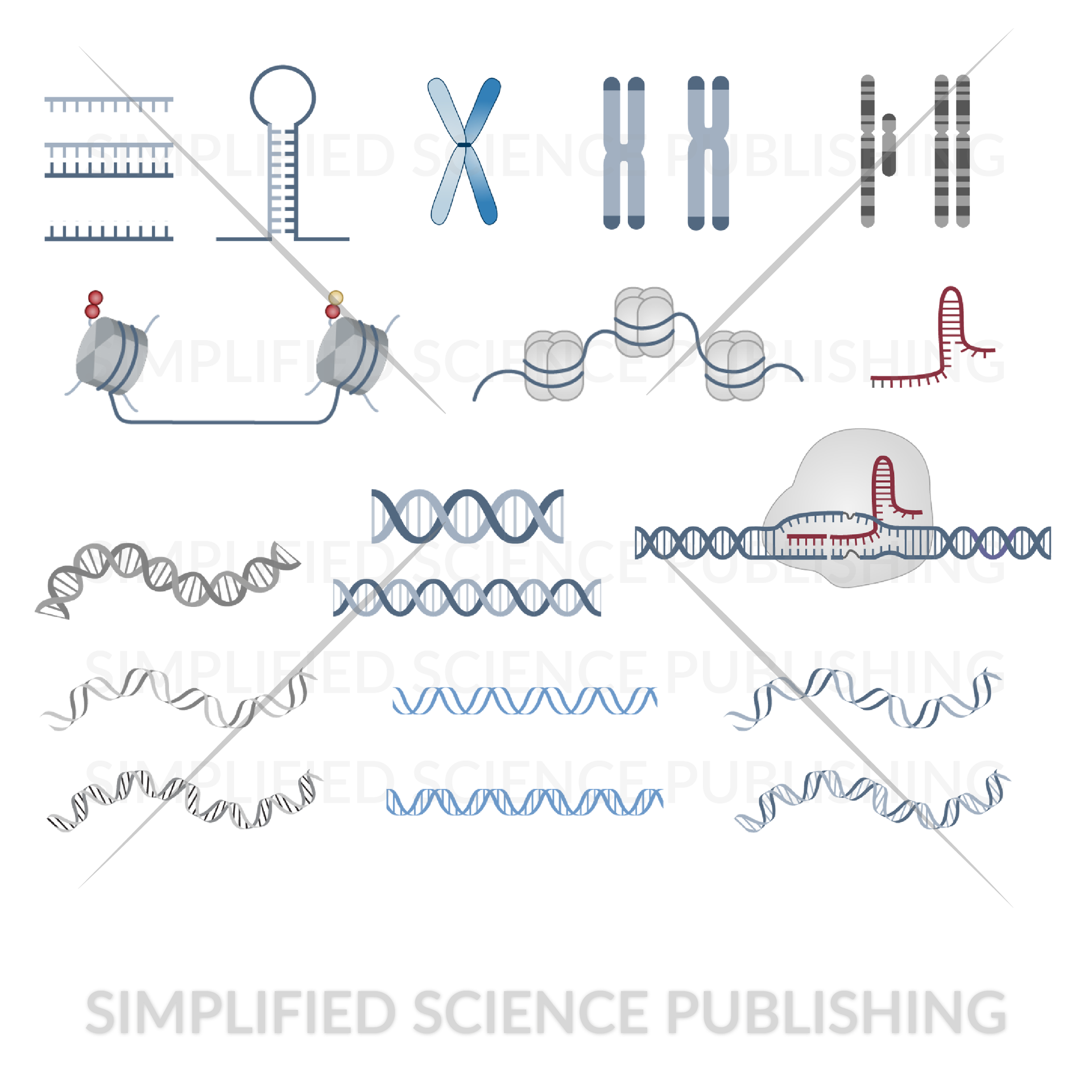 DNA, RNA, Histone, CRISPR Drawings