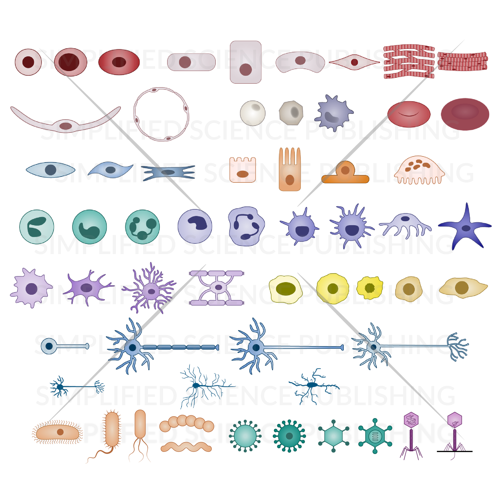 Biological Diagram Templates - Vector Drawings for Download