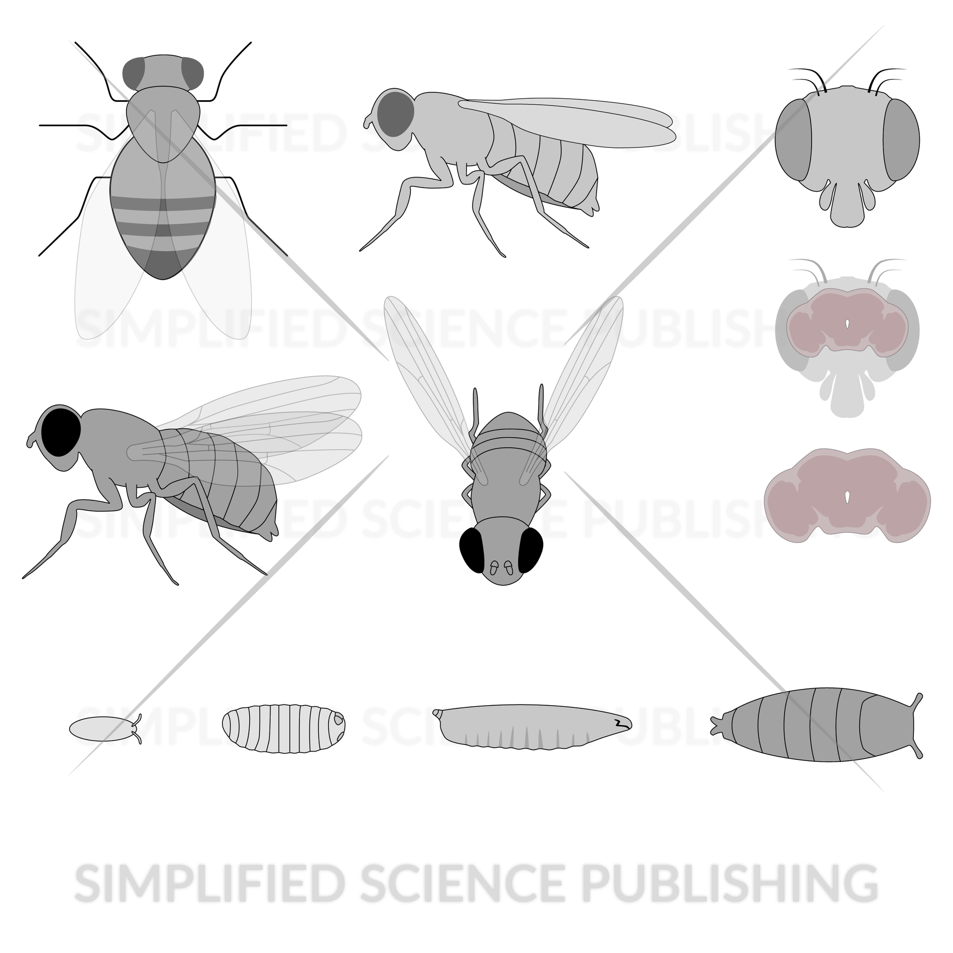 Drosophila/Fruit Fly Drawings