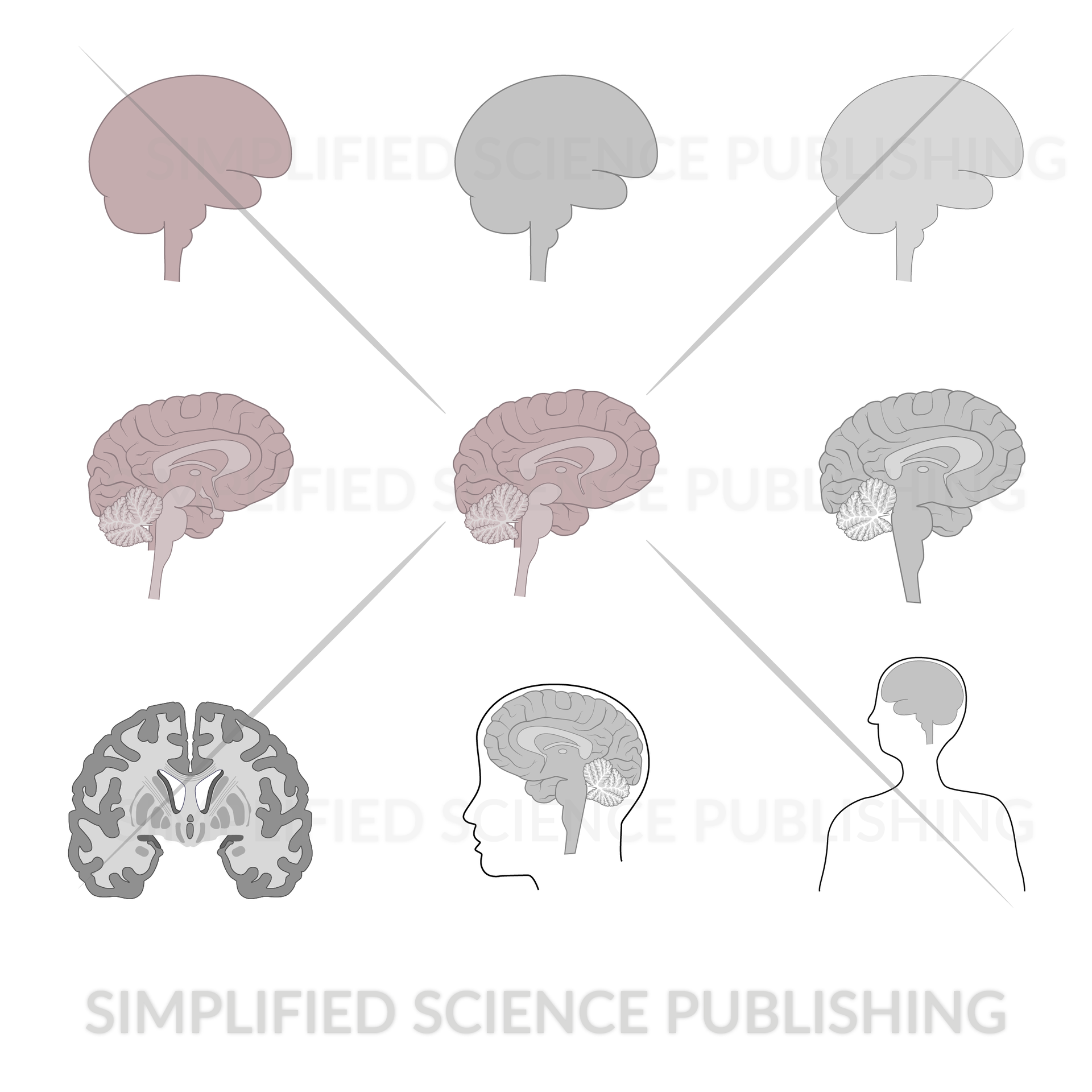 human brain drawing examples for scientific papers